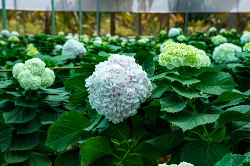 Hydrangea large blooms